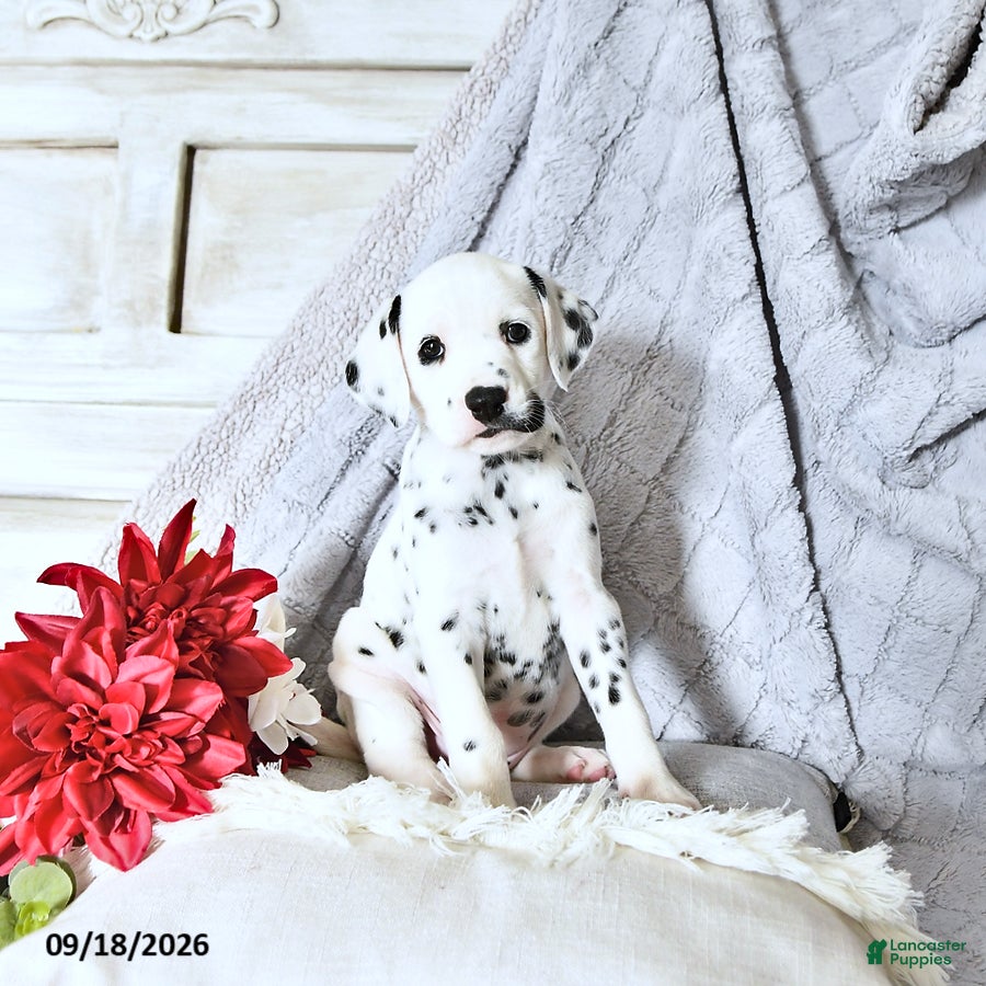 Dalmatian dogs Reba - Ad 1
