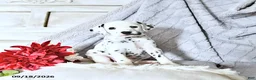 Dalmatian dogs for sale: Reba - Ad 1