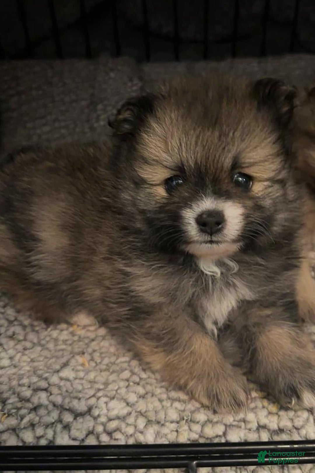 Pomeranian dogs for sale: Molly - Ad 17