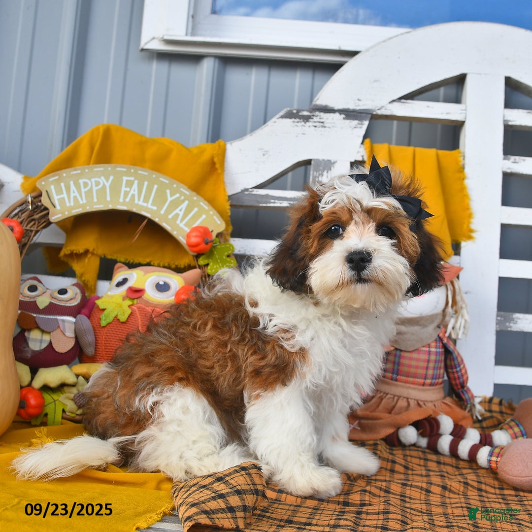 Lhasapoo dogs for sale: Lhasa Poo 3 puppies - Ad 20