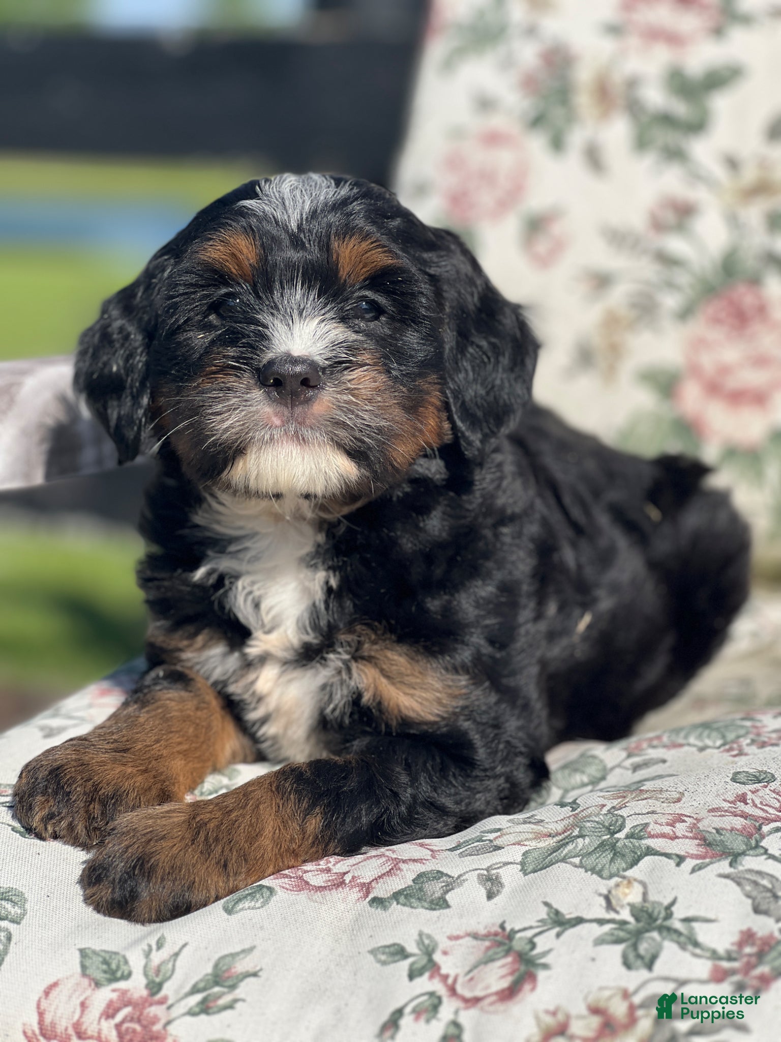 Mixed Breed dogs Zeckie - Ad 2