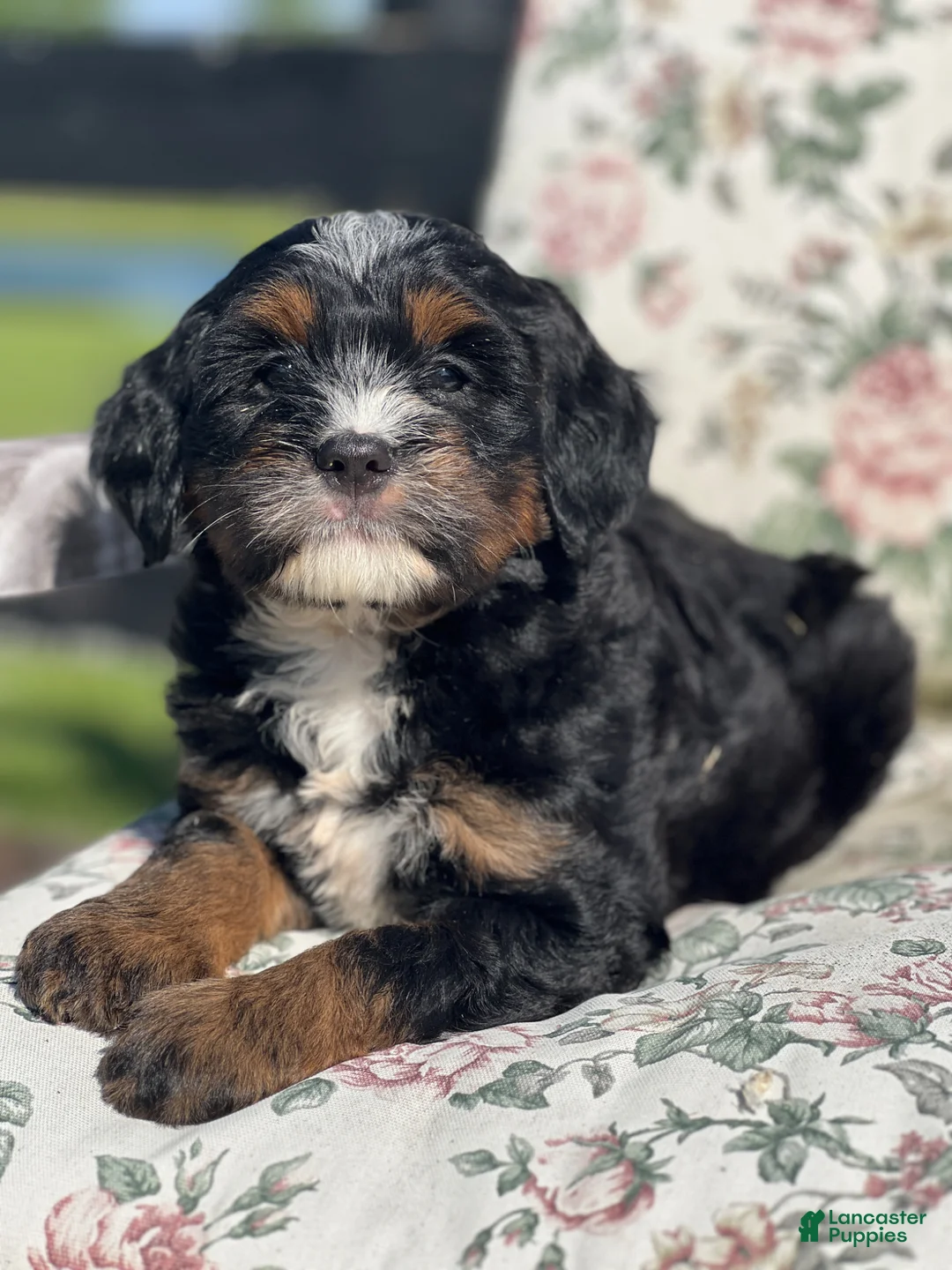 Mixed Breed dogs for sale: Zeckie - Ad 2