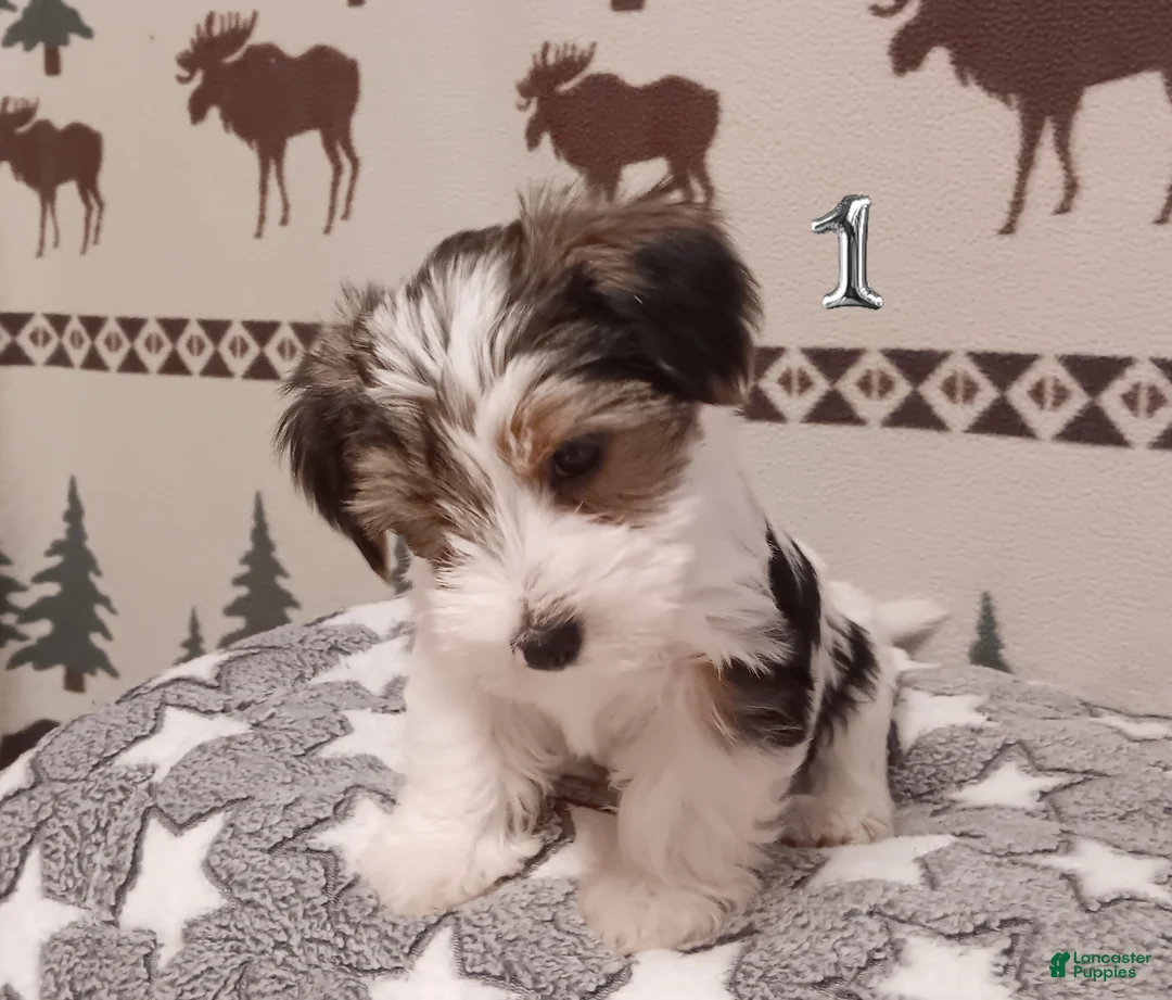 Mixed Breed dogs for sale: Hazlee - Ad 2
