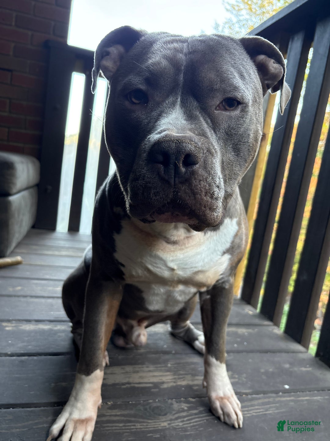 Mixed Breed dogs for sale: BullyPit (Semaj) - Ad 4