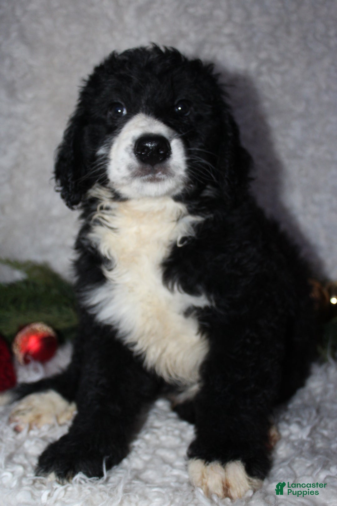 Bernedoodle dogs for sale: Charlie - Ad 3