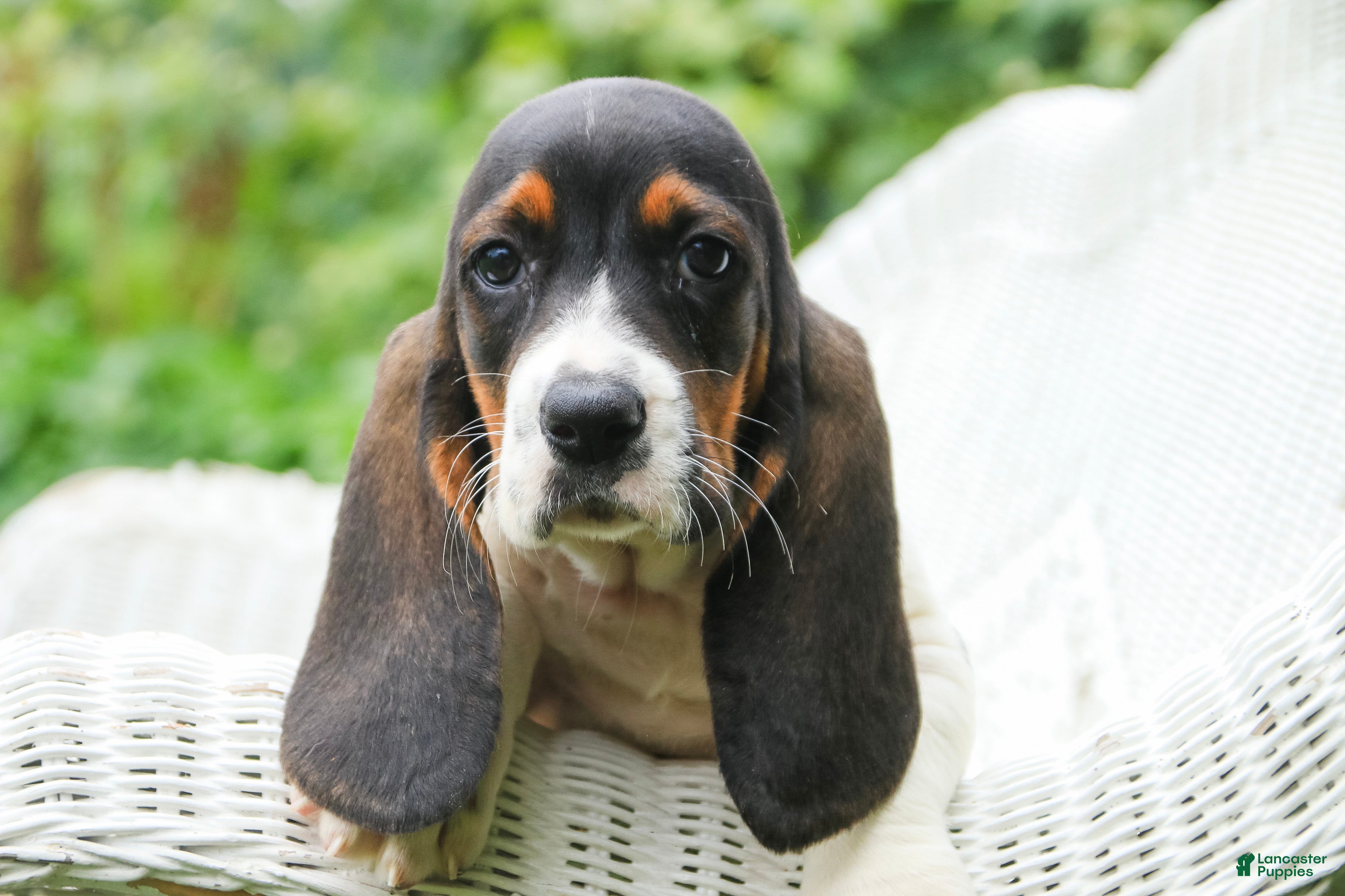Basset Hound dogs Millicent - Ad 2