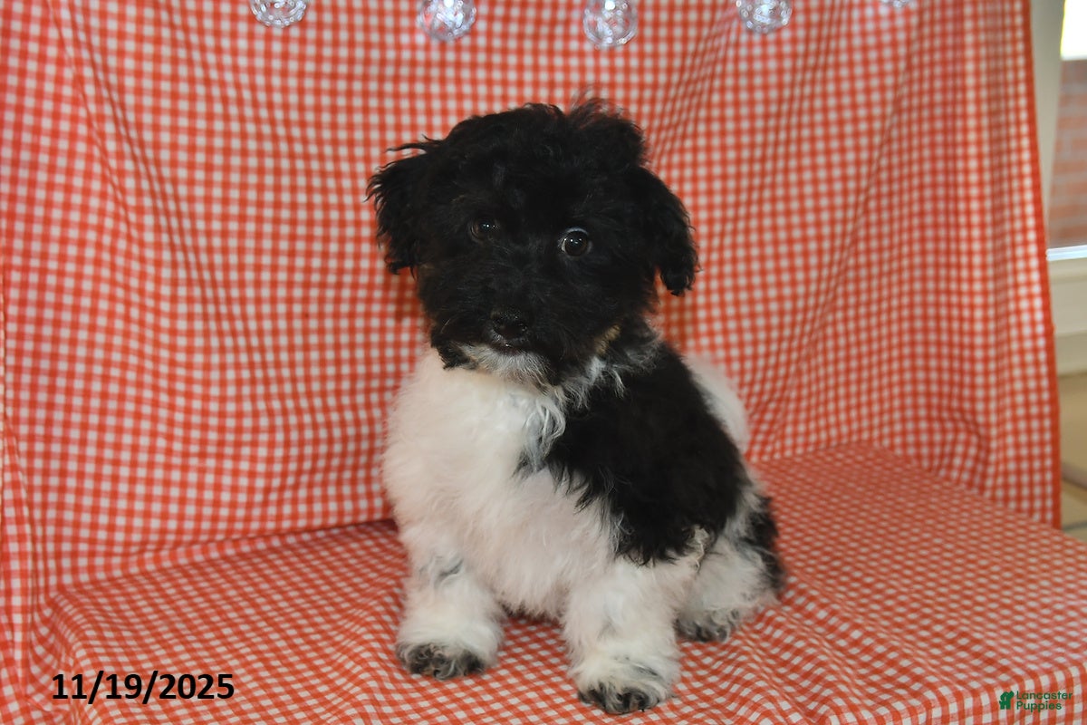 Havanese dogs Jack  - Ad 38