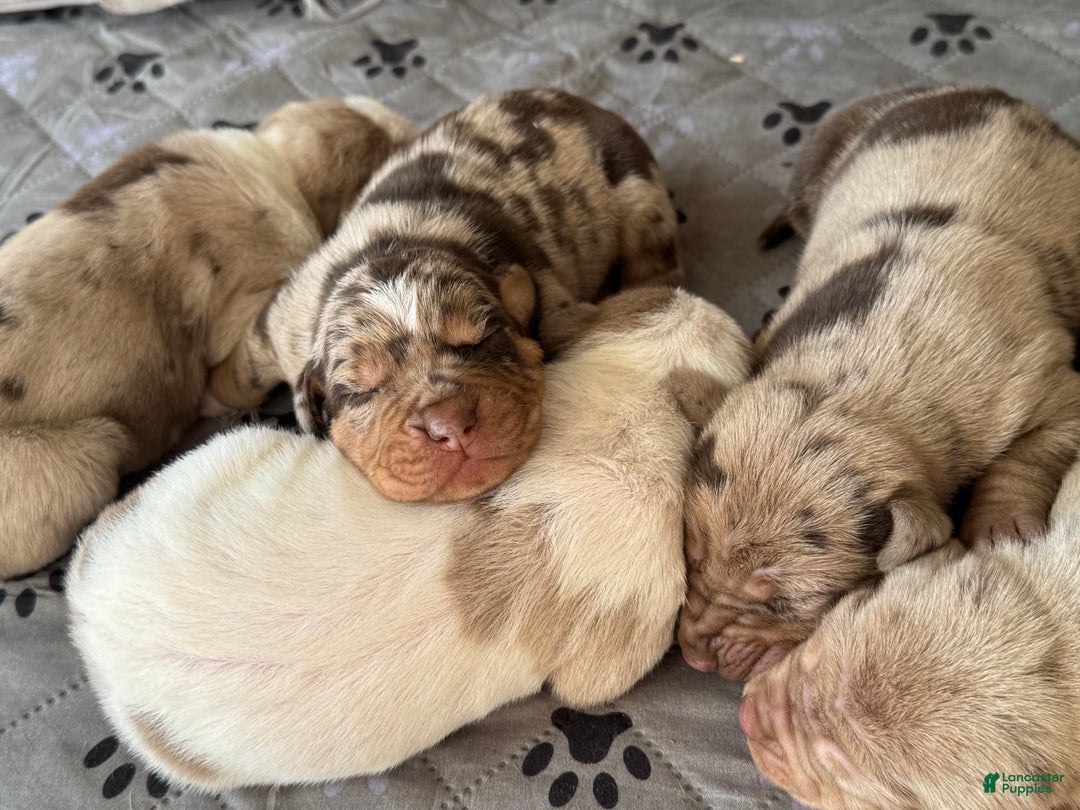 Catahoula Leopard Dog dogs for sale: Catahoula Leopard Dog Puppy 2 - Ad 14