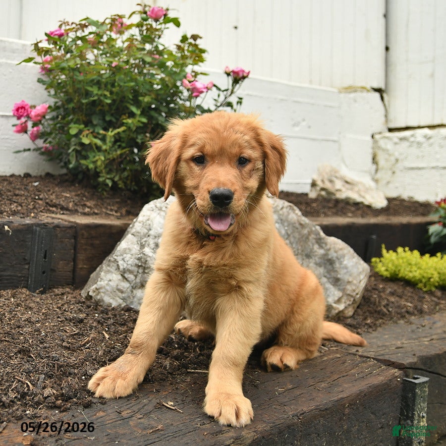 Golden Retriever dogs Cheyenne  - Ad 1