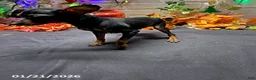 Miniature Pinscher dogs for sale: Pin  - Ad 15