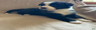 Border Collie Puppy 4