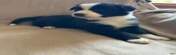 Border Collie dogs for sale: Border Collie Puppy 4 - Ad 1