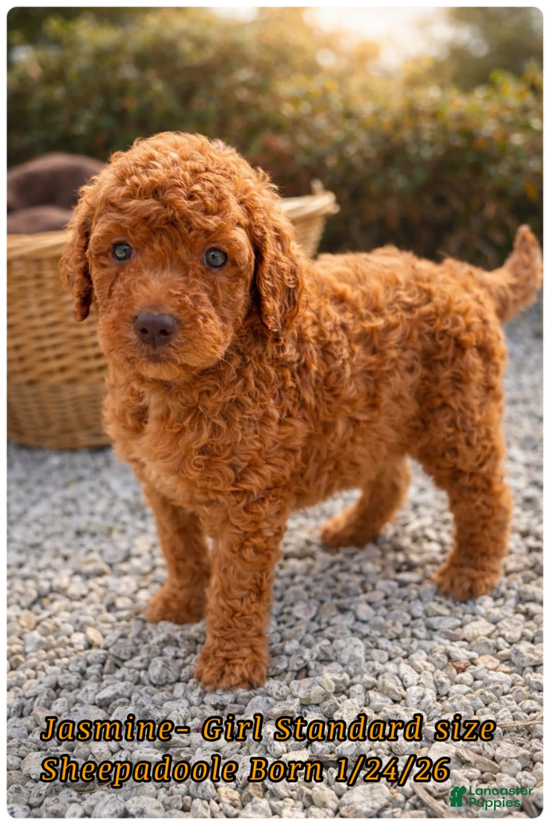 Sheepadoodle dogs for sale: Jasmine  - Ad 1