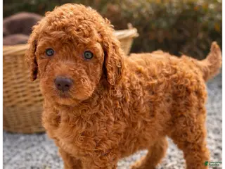 Sheepadoodle dogs Jasmine - Ad 24