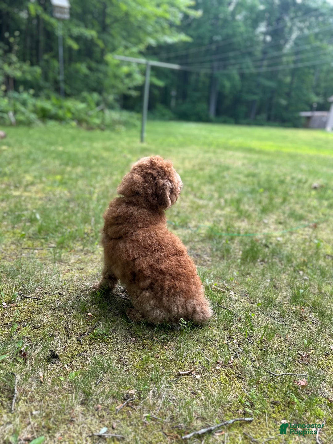 Miniature Poodle dogs for sale: Miniature Poodle litter of 1 puppies - Ad 4