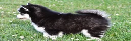 Pomsky dogs for sale: Patrick - Ad 10