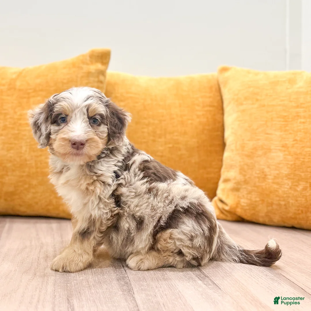 Mini Bernedoodle dogs for sale: Willow - Ad 1