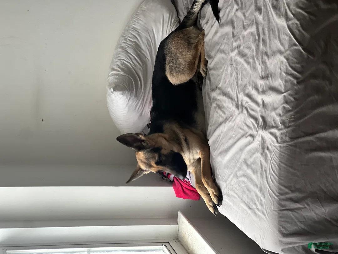 German Shepherd dogs for sale: Tiny - Ad 6