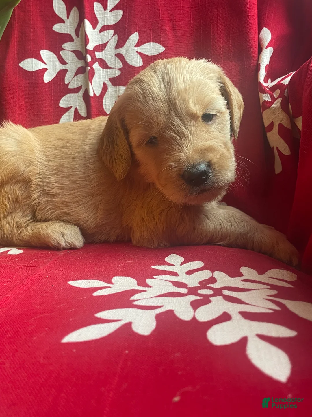 Goldendoodle dogs for sale: Goldendoodle Puppy 9 - Ad 3