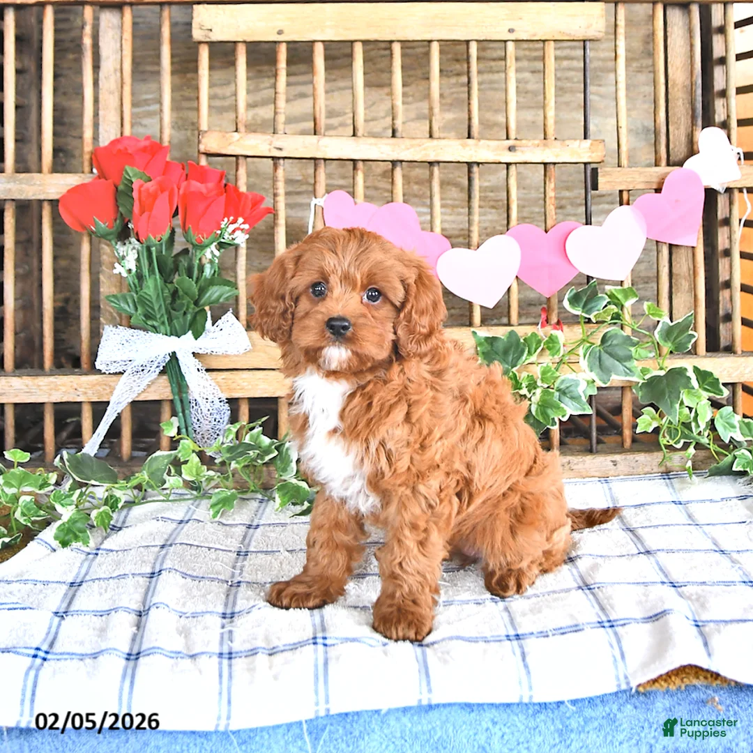 Cavapoo dogs for sale: Amber - Ad 1