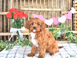 Cavapoo dogs Amber - Ad 28