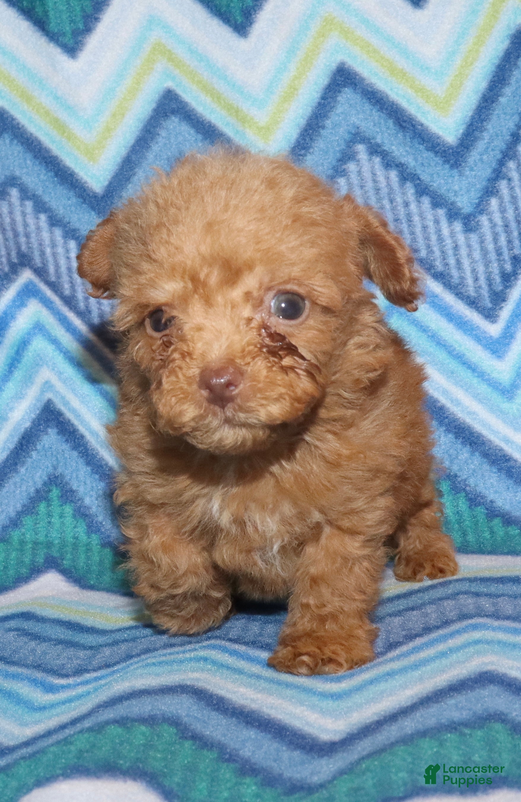 Toy Poodle dogs for sale: Double T Summer’s apricot male - Ad 2