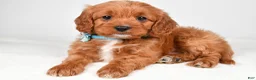 Cavapoo dogs for sale: Kate - Ad 8