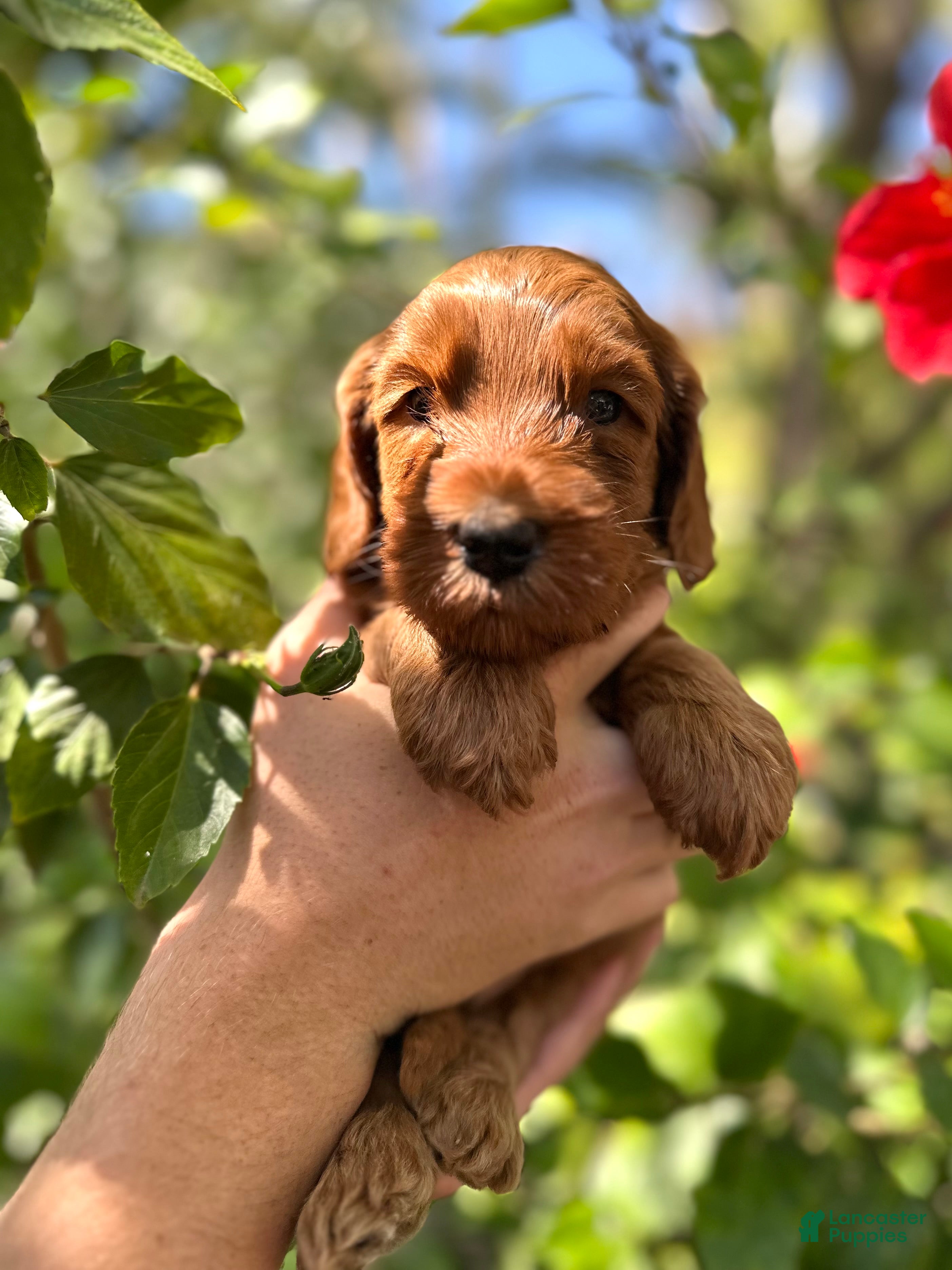 Australian Labradoodle dogs for sale: Skippy - Ad 2