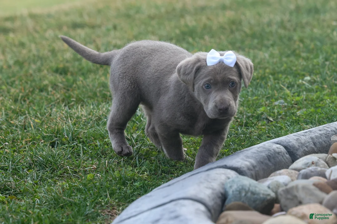 Labrador Retriever dogs for sale: KETURA - Ad 2