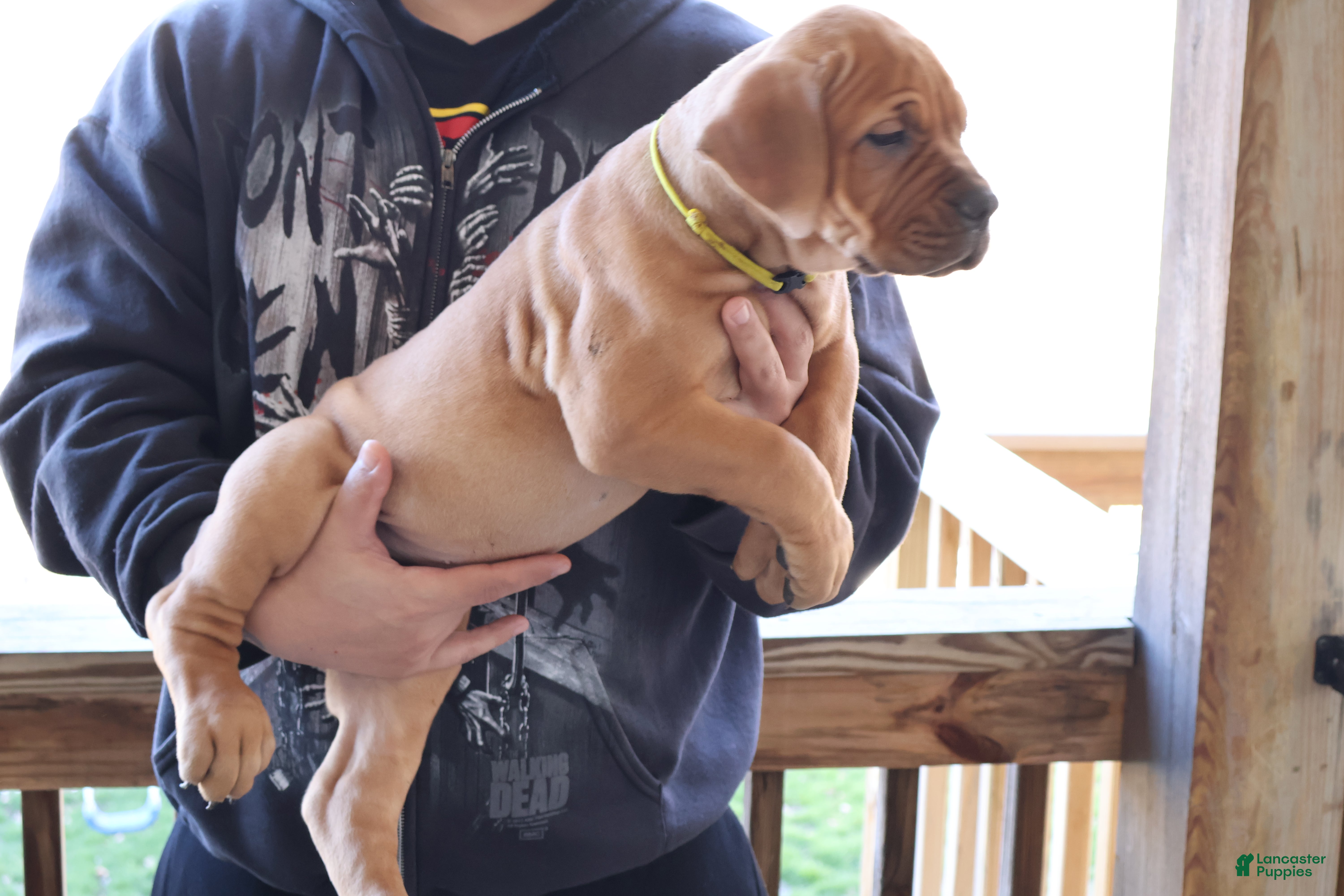 South African Boerboels dogs Yellow - Ad 2