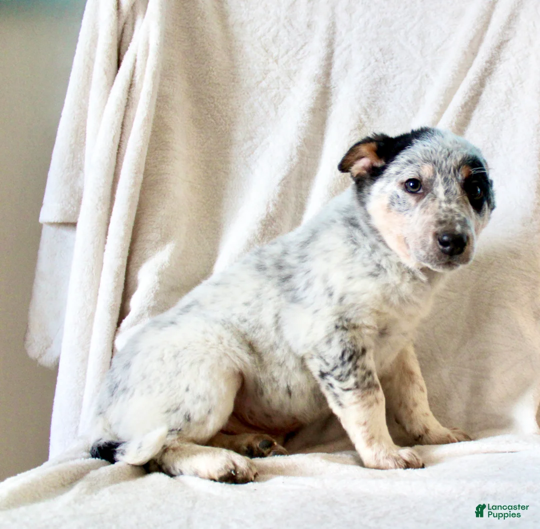 Australian Cattle Dog dogs for sale: Ranger - Ad 6