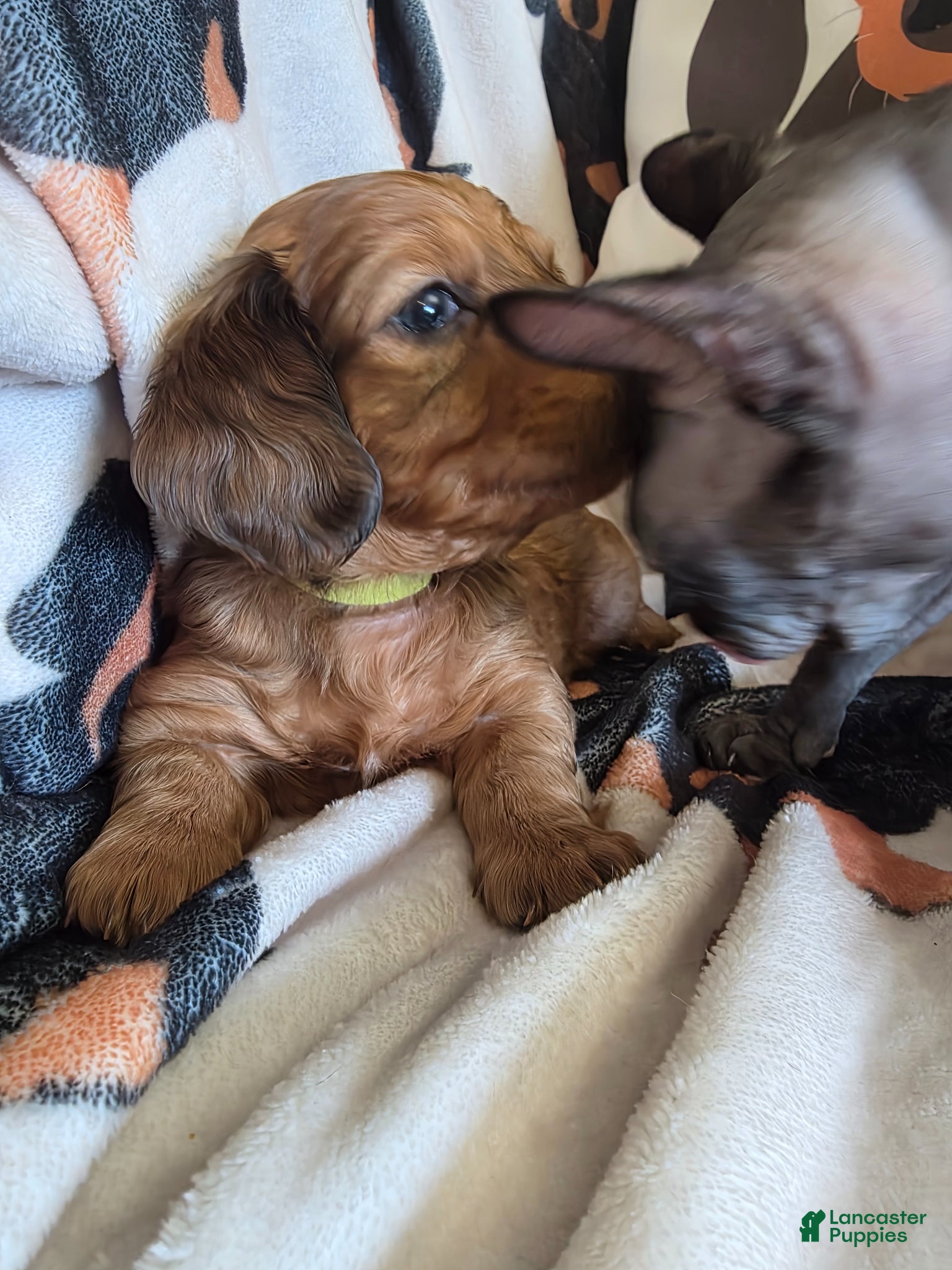 Miniature Dachshund dogs for sale: Lady  - Ad 7