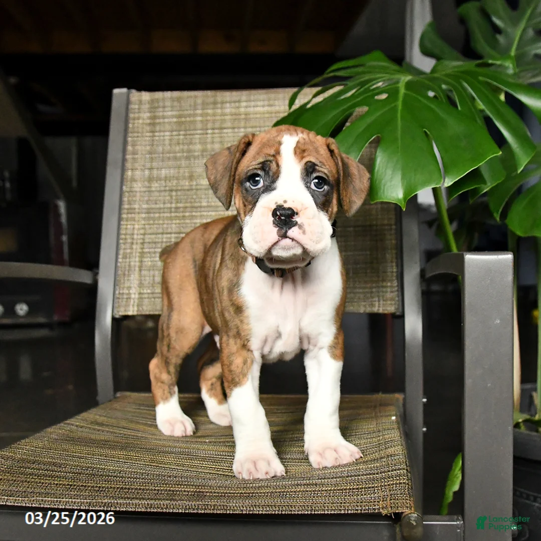 Boxer dogs for sale: Cowboy - Ad 2