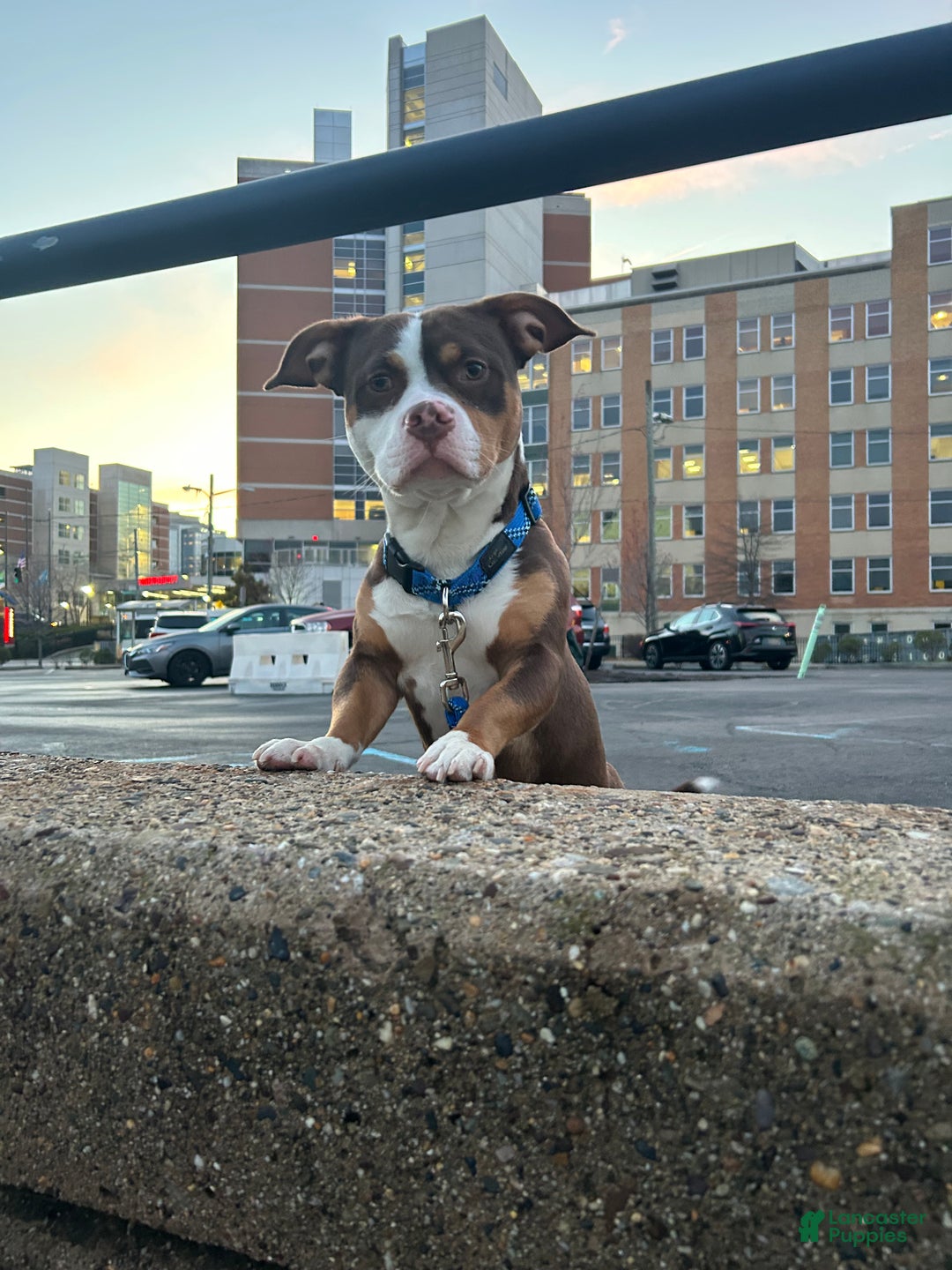 American Pit Bull Terrier dogs for sale: American Pit Bull Terrier Puppy 1 - Ad 2