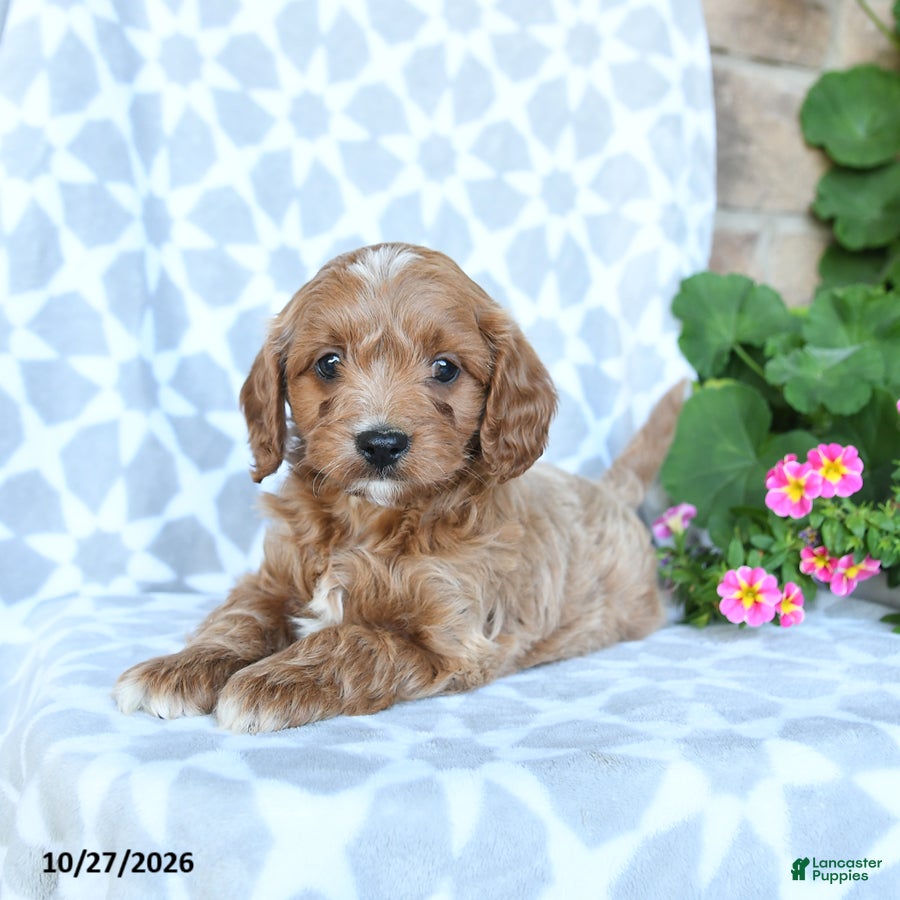 Cavapoo dogs for sale: Tater - Ad 2
