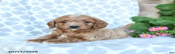 Cavapoo dogs for sale: Tater - Ad 2