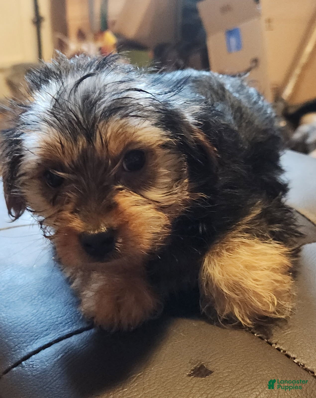 Yorkshire Terrier dogs for sale: Zack - Ad 1