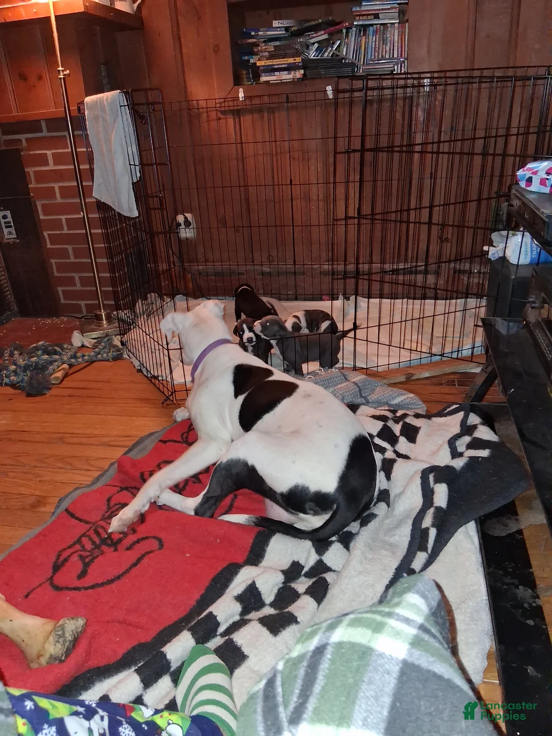 Mixed Breed dogs for sale: Mixed Breed Puppy 3 - Ad 13