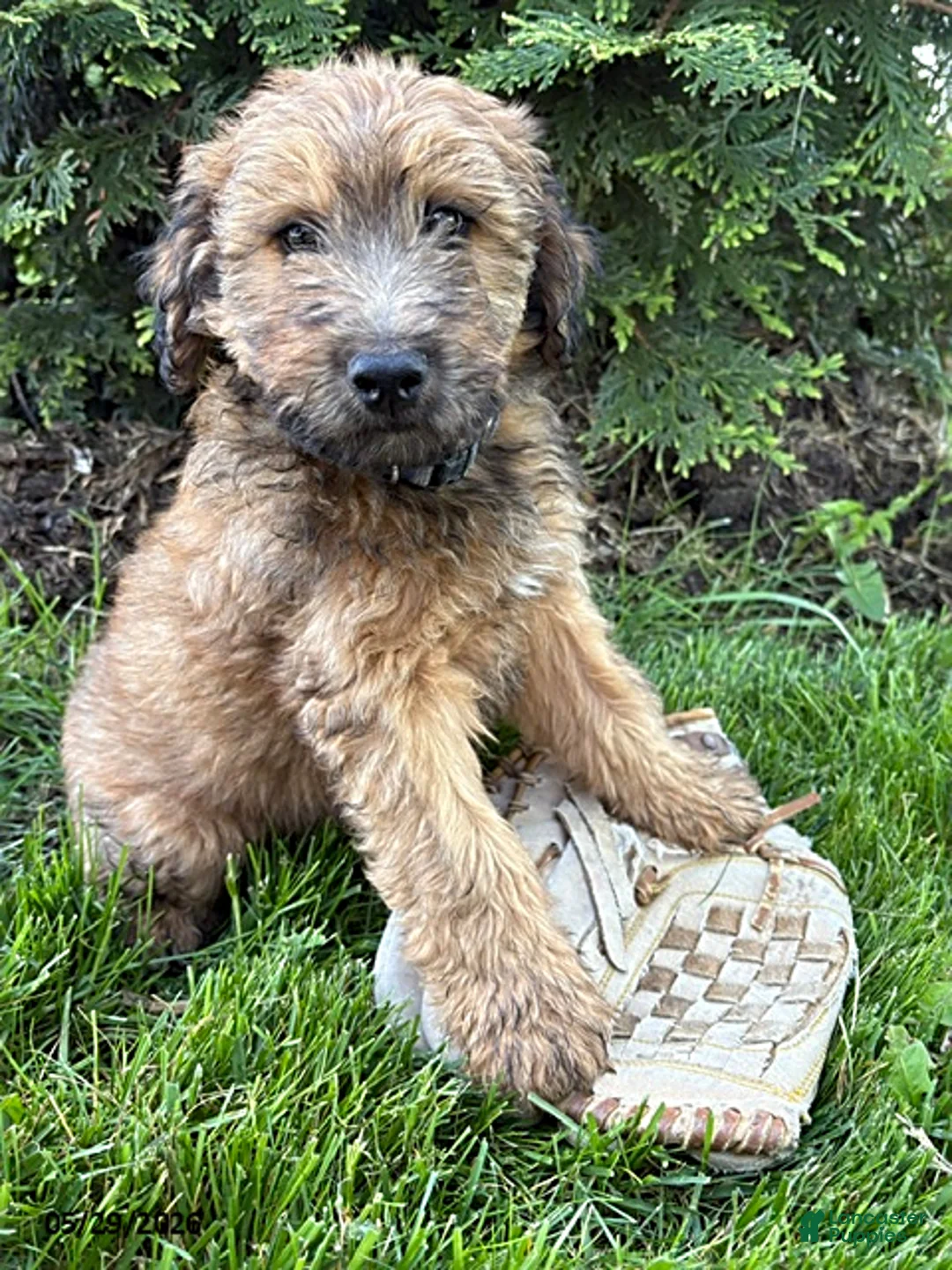Whoodle dogs for sale: Dominic - Ad 2