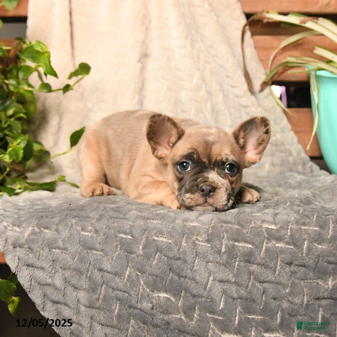 French Bulldog dogs for sale: Baby Ruth - Ad 2