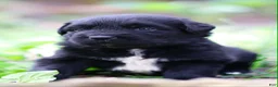 Newfoundland dogs for sale: Goomba - Ad 2