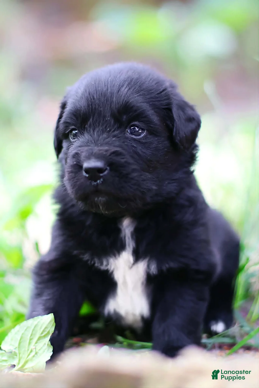 Newfoundland dogs for sale: Goomba - Ad 2