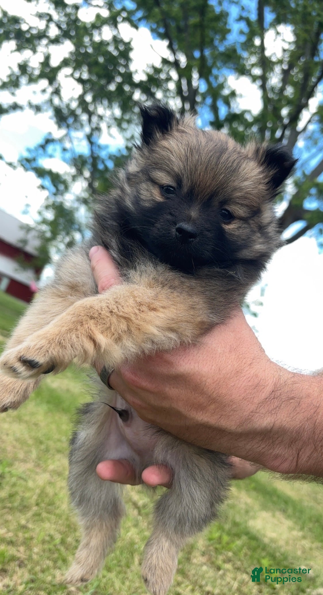 Pomeranian dogs for sale: Austin  - Ad 2
