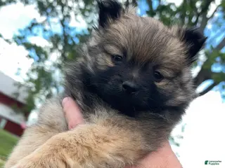 Pomeranian dogs for sale: Austin - Ad 2