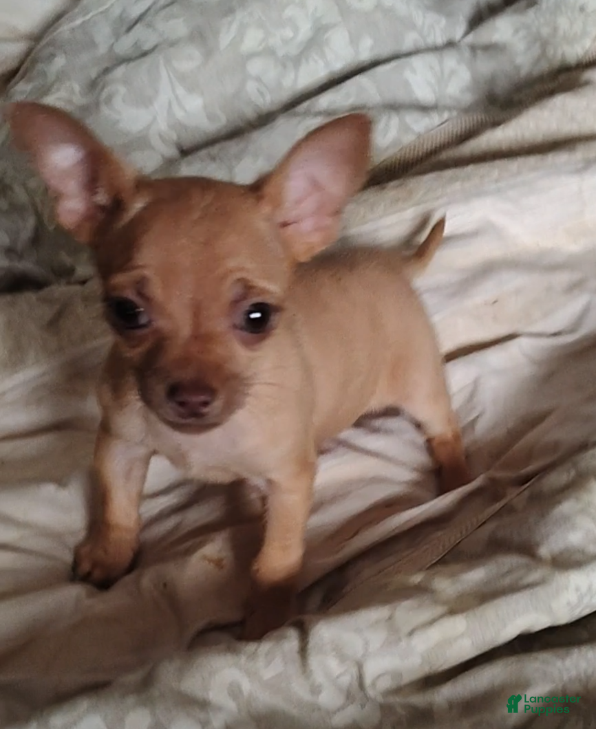 Chihuahua dogs Chihuahua Puppy 1 - Ad 31