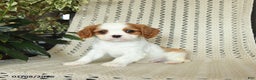 Cavalier King Charles Spaniel dogs for sale: Copper - Ad 3