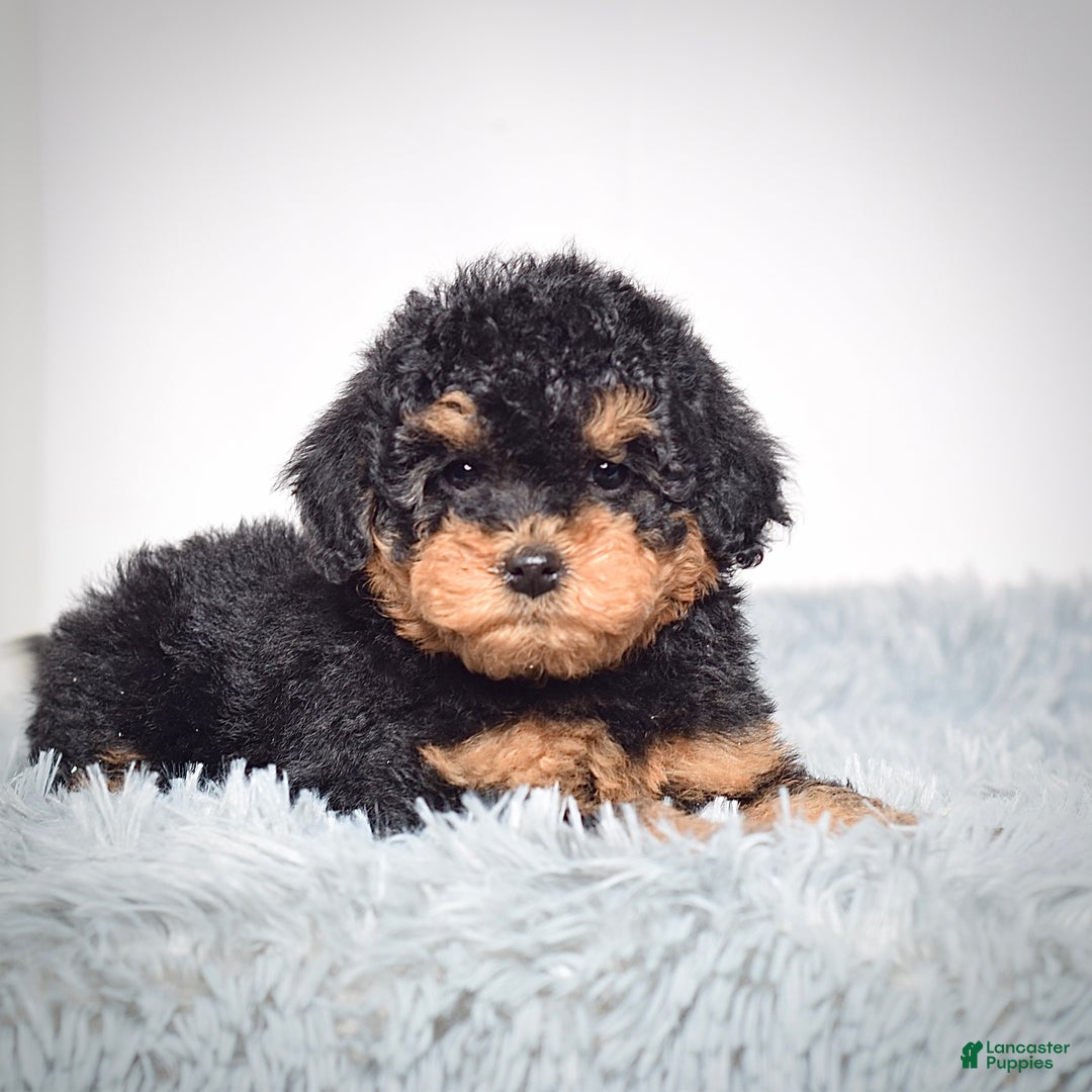 Mini Goldendoodle dogs for sale: Mr. Riko - Ad 6