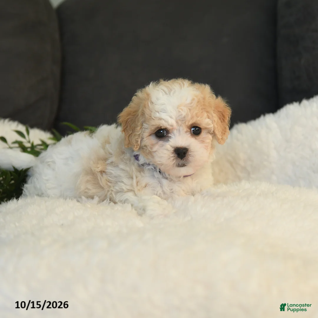 Teddy Bear dogs for sale: Mandy - Ad 2
