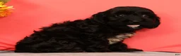 Cavapoo dogs for sale: Vito - Ad 3
