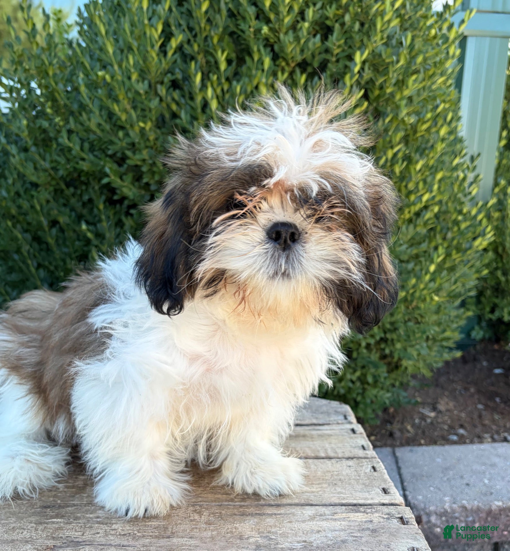 Shih Tzu dogs Thomas - Ad 2